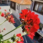 Guest Melsambria Νεσέμπαρ