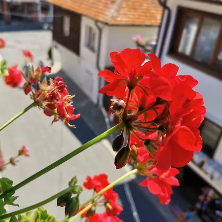 Guest Melsambria Nesebar