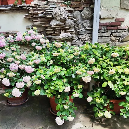 Pensionat Guest Melsambria 4*