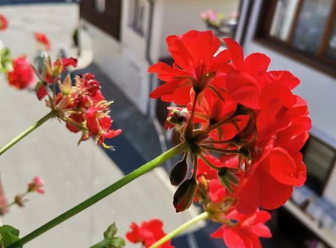 Guest Melsambria Nesebar